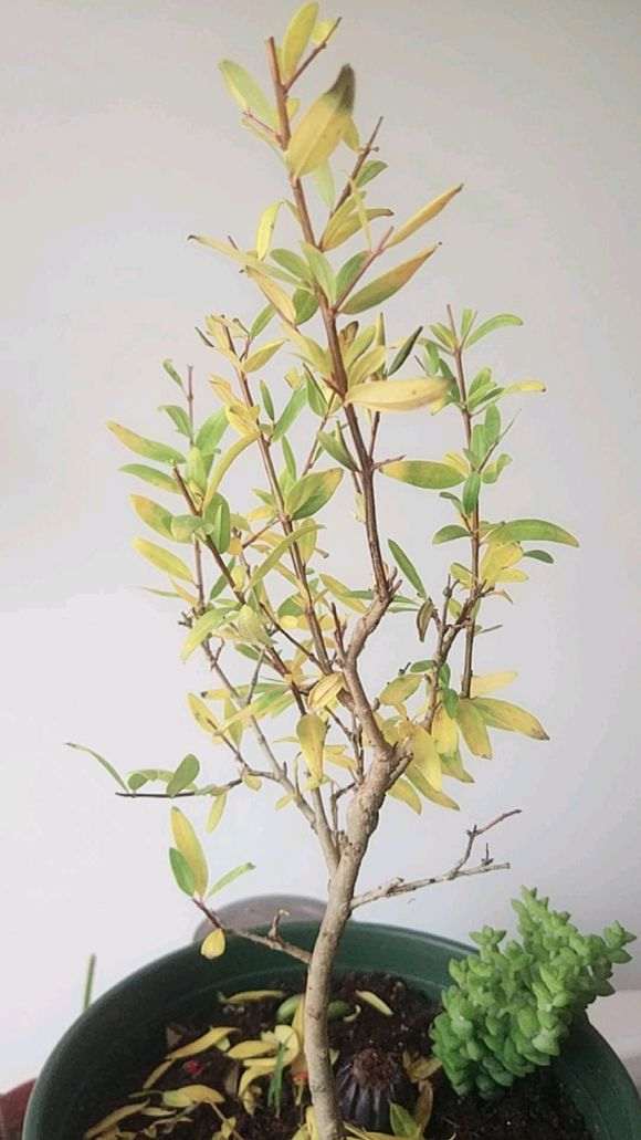 为什么少浇水 石榴下山桩不会轻易死 图片