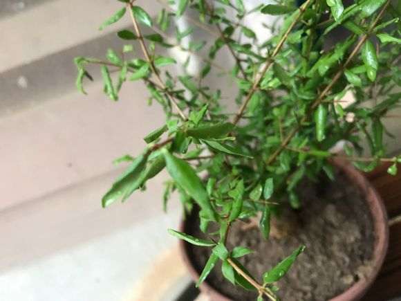 石榴下山桩树 为什么叶子卷曲 图片