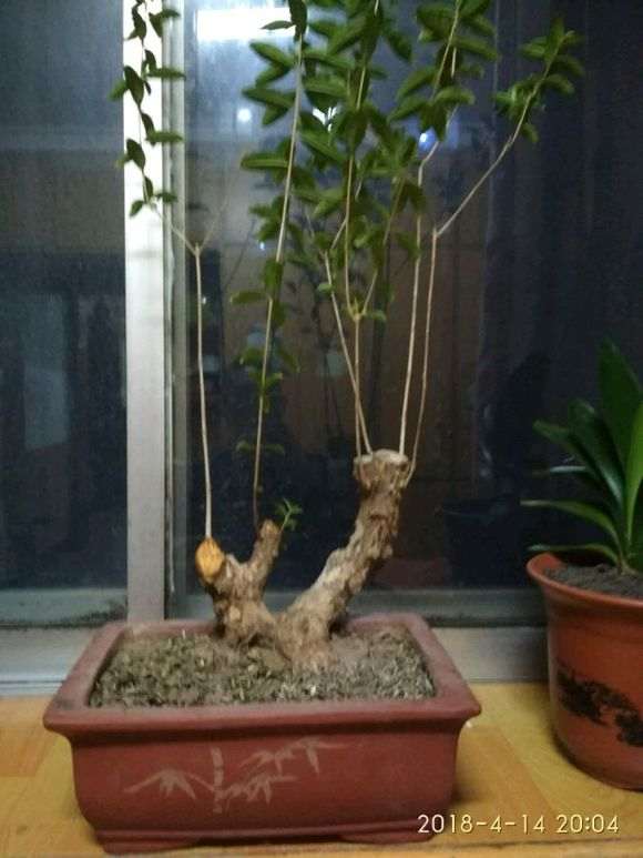 石榴下山桩枝条怎么这么瘦弱 图片