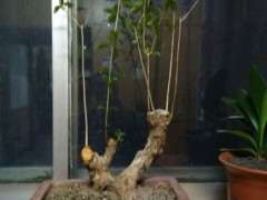 石榴下山桩枝条怎么这么瘦弱 图片