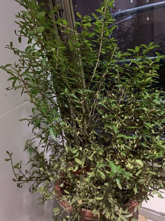 石榴下山桩花掉叶子很严重 快掉完了怎么办