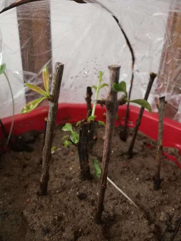 石榴下山桩插下去多久发芽 图片