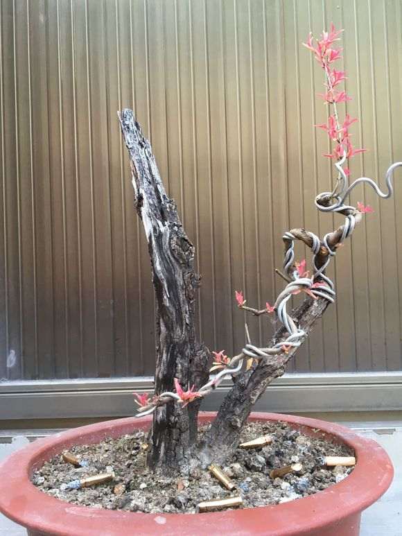 上年高压的石榴下山桩 没有发芽 怎么办