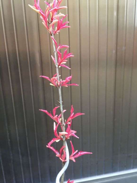 上年高压的石榴下山桩 没有发芽 怎么办