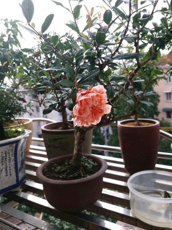 这种粉色的花的石榴下山桩是什么品种啊