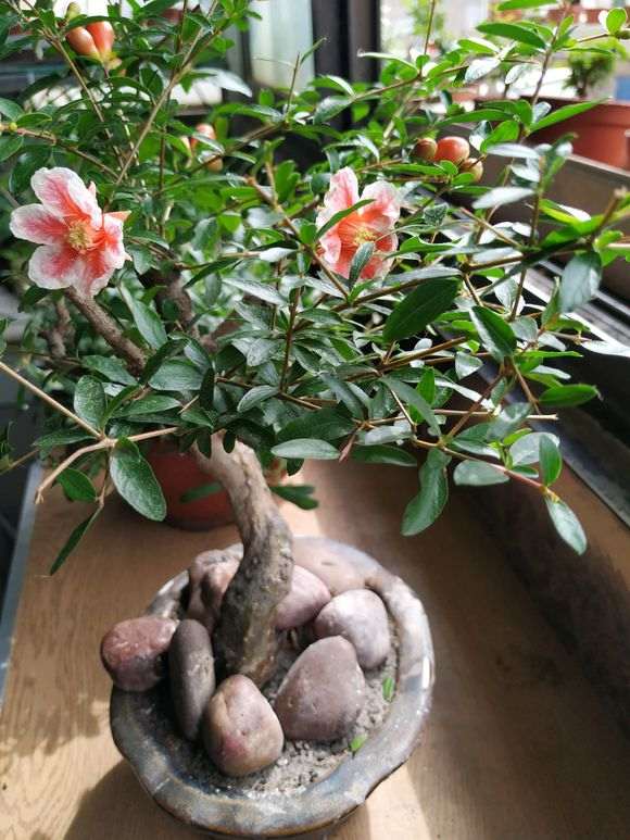 这种粉色的花的石榴下山桩是什么品种啊