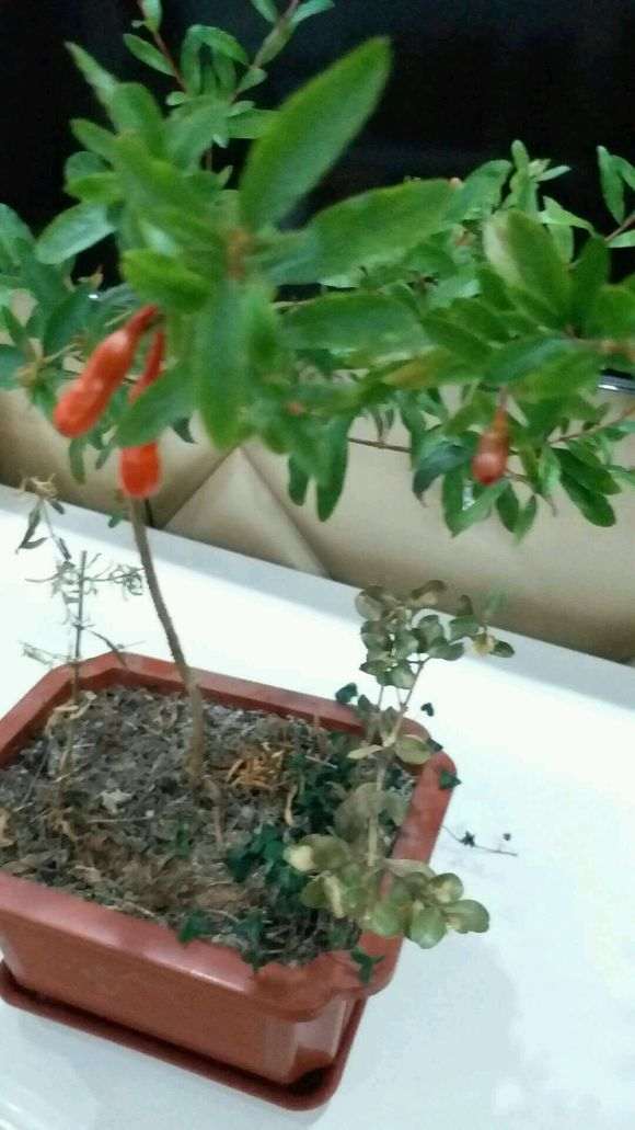 石榴下山桩只开花不结果是怎么回事 图片