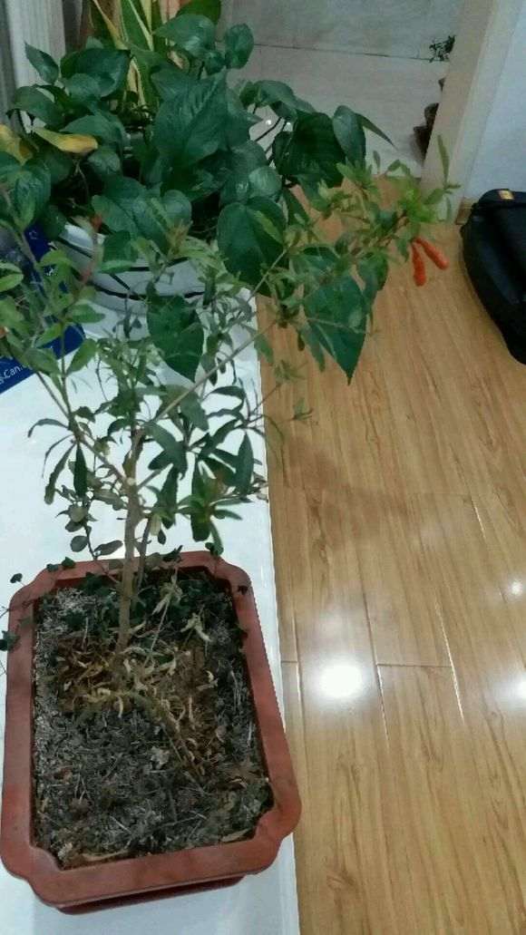 石榴下山桩只开花不结果是怎么回事 图片