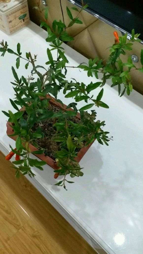 石榴下山桩只开花不结果是怎么回事 图片