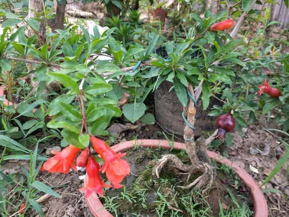 我们石榴下山桩用全营养氨基酸功能肥最好