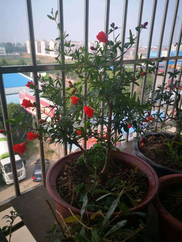 石榴下山桩结果了为什么掉下来了 图片