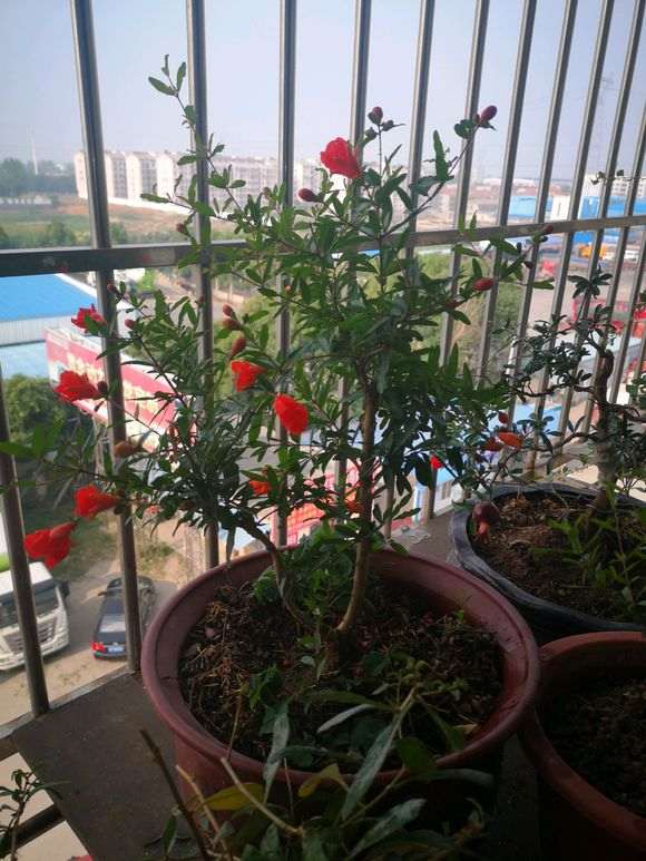 石榴下山桩结果了为什么掉下来了 图片