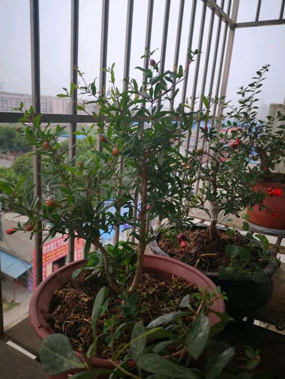 石榴下山桩结果了为什么掉下来了 图片