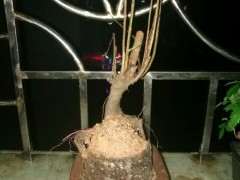 石榴下山桩该怎么修剪 想做成提根 图片