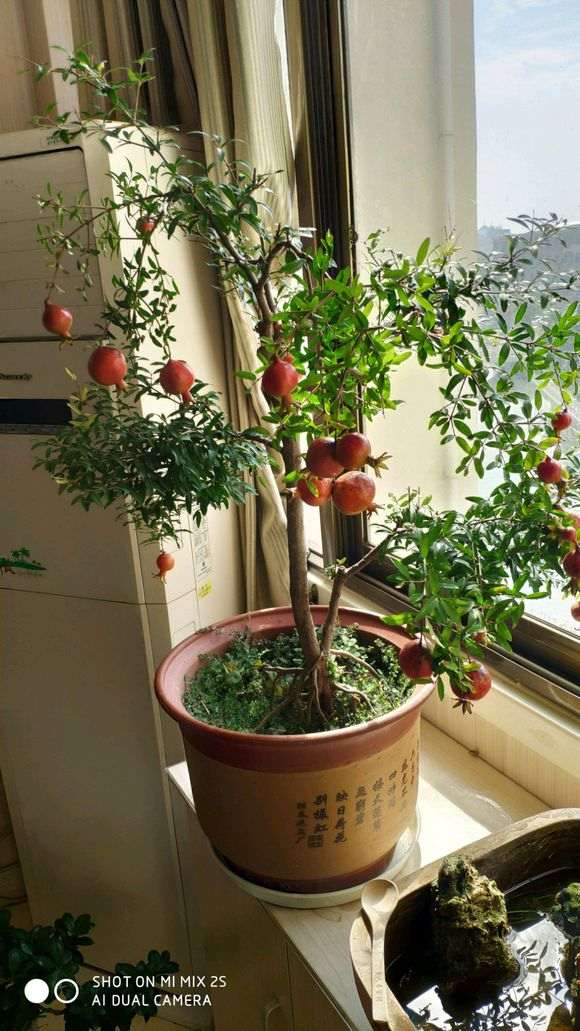 石榴下山桩可以在室内养吗 图片