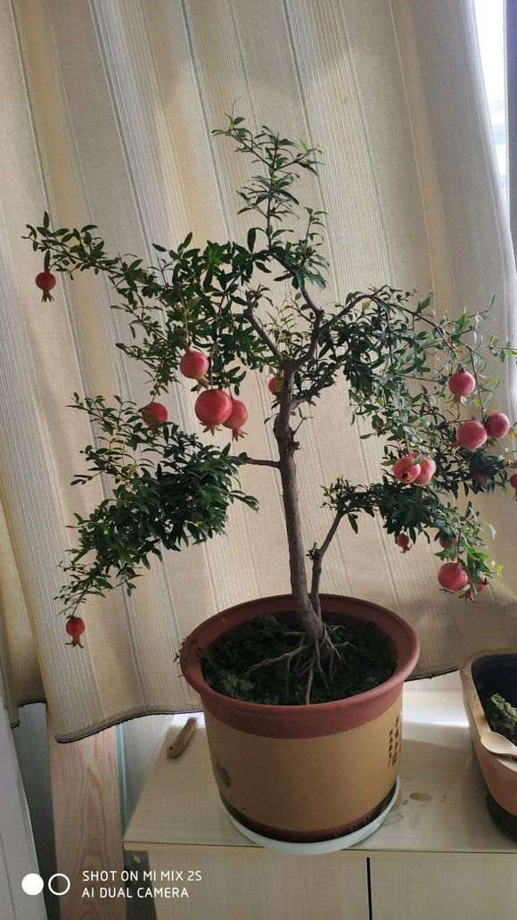石榴下山桩可以在室内养吗 图片