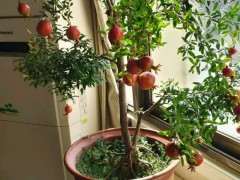 石榴下山桩可以在室内养吗 图片