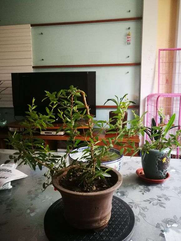 不知石榴下山桩能否挂果 帮忙看看 图片