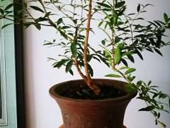 不知石榴下山桩能否挂果 帮忙看看 图片