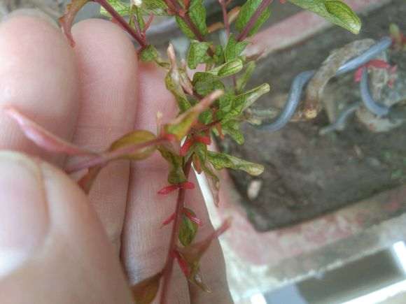 石榴下山桩叶子这样是怎么回事 图片