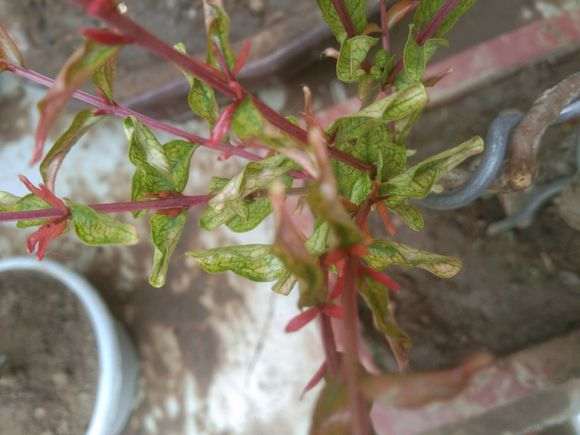 石榴下山桩叶子这样是怎么回事 图片