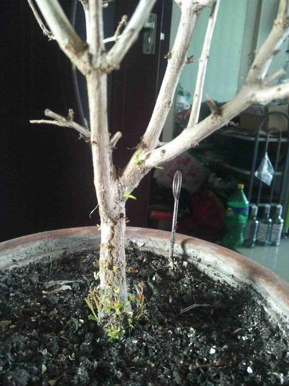 石榴下山桩根上发芽为什么不弄掉 图片