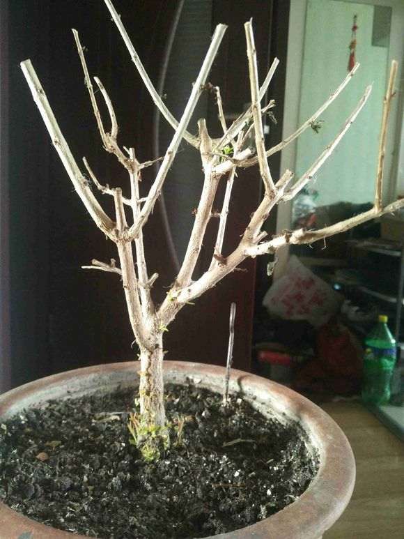 石榴下山桩根上发芽为什么不弄掉 图片