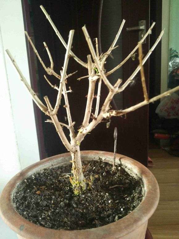 石榴下山桩根上发芽为什么不弄掉 图片