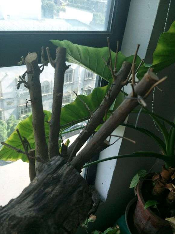 石榴下山桩树突然叶子枯萎 怎么办 图片