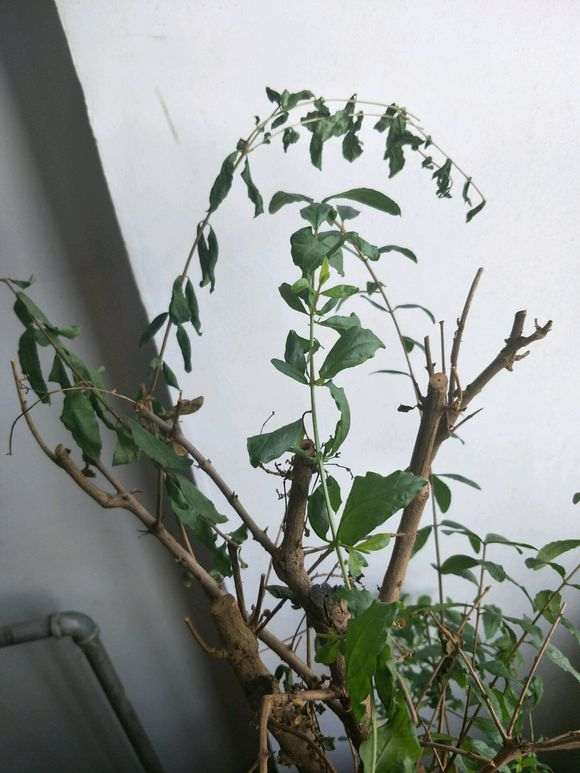 石榴下山桩树突然叶子枯萎 怎么办 图片