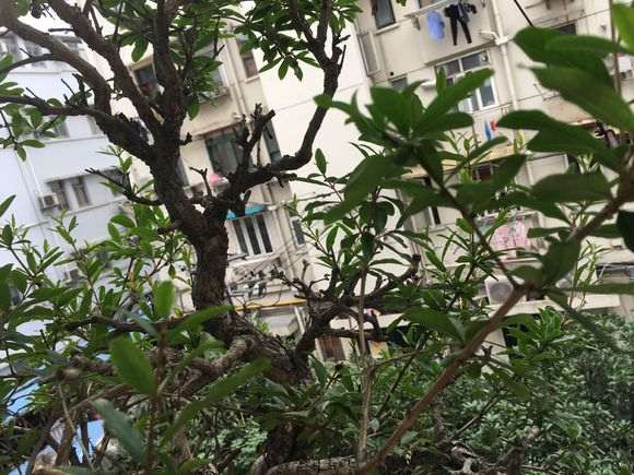 石榴下山桩的花蕊出现发黑脱落 怎么办