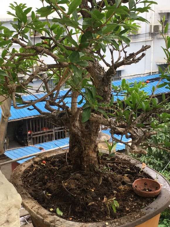 石榴下山桩的花蕊出现发黑脱落 怎么办