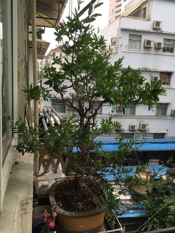 石榴下山桩的花蕊出现发黑脱落 怎么办