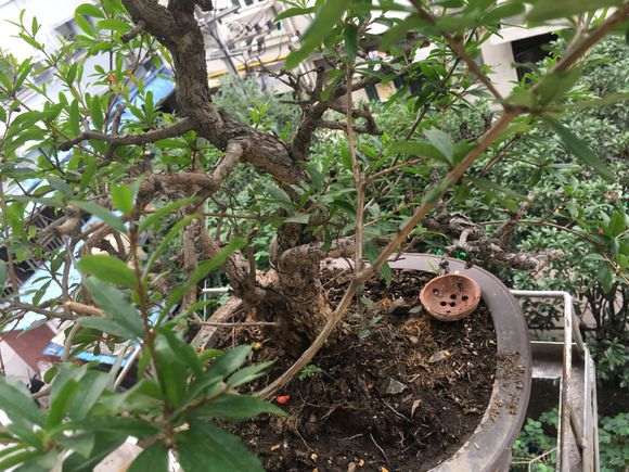 石榴下山桩的花蕊出现发黑脱落 怎么办