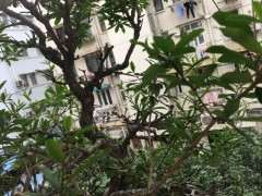 石榴下山桩的花蕊出现发黑脱落 怎么办