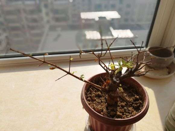 石榴下山桩第二年不发芽了 是干的 怎么办