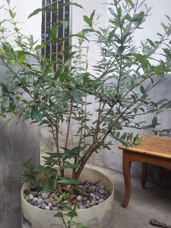 为什么石榴下山桩对土壤没有太高的要求