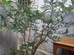 为什么石榴下山桩对土壤没有太高的要求