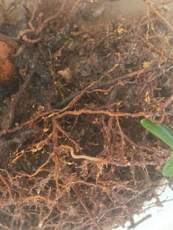 看我 今天怎么给石榴下山桩换盆 图片