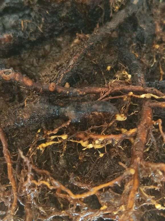 看我 今天怎么给石榴下山桩换盆 图片