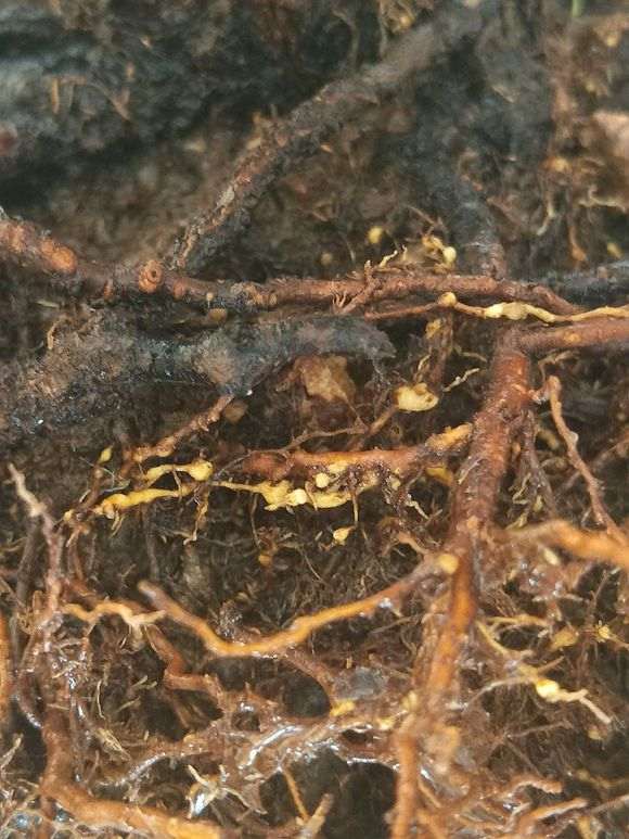 看我 今天怎么给石榴下山桩换盆 图片