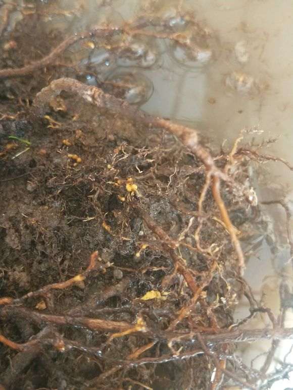 看我 今天怎么给石榴下山桩换盆 图片