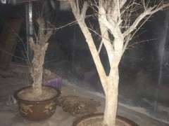 石榴下山桩在院里零下十度会不会冻死