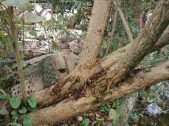 为什么石榴下山桩都要分公母的 图片