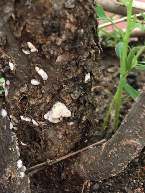 石榴下山桩有白色团块 怎么办 图片