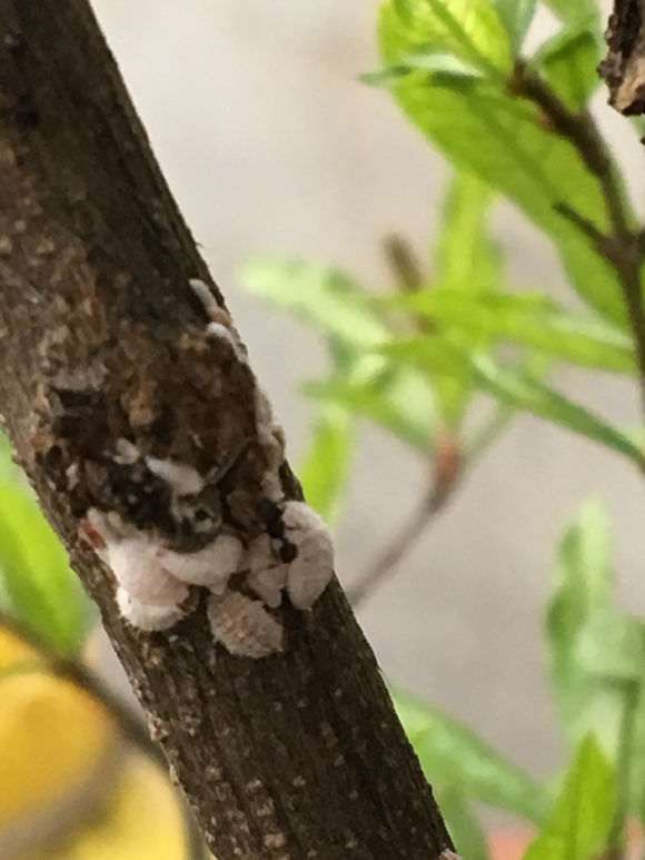 石榴下山桩有白色团块 怎么办 图片