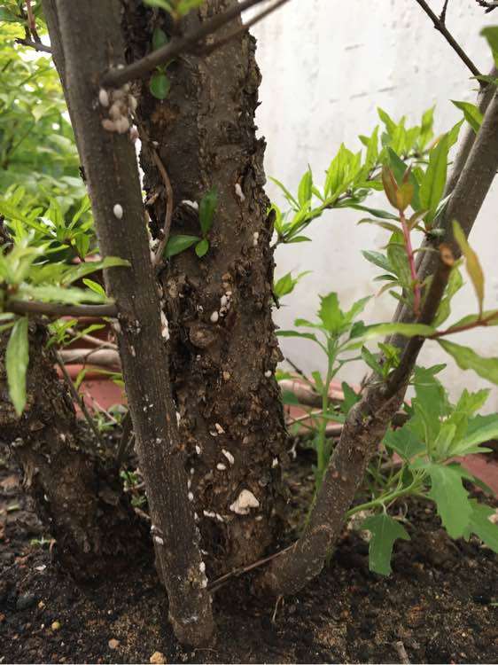 石榴下山桩有白色团块 怎么办 图片