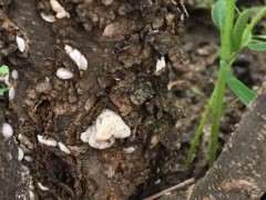 石榴下山桩有白色团块 怎么办 图片