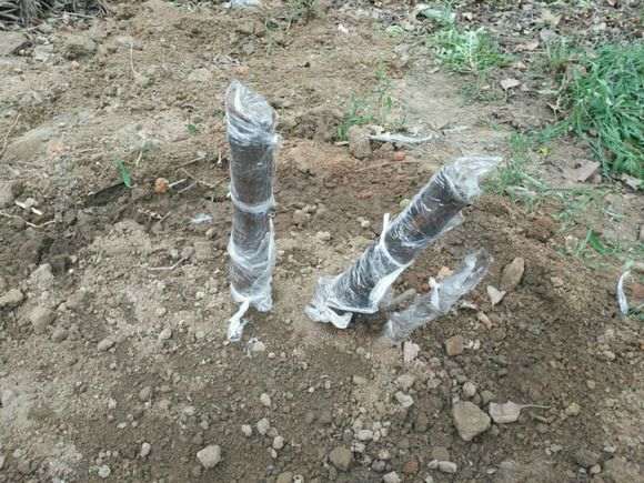 石榴下山桩怎么倒贮扦插的方法 图片