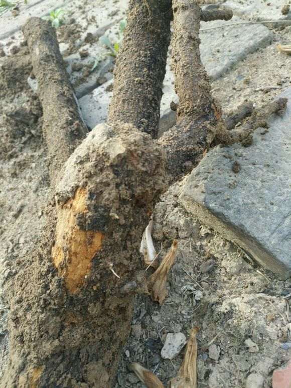 石榴下山桩怎么倒贮扦插的方法 图片